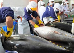 Giá cá ngừ Bangkok tiếp tục giảm.
