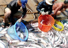 Xuất khẩu cá tra sang Malaysia tăng 23,6%